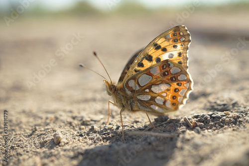 Nahansicht eines kleinen Perlmuttfalters