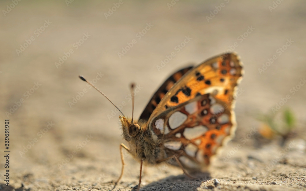 Fototapeta premium Nahansicht eines kleinen Perlmuttfalters