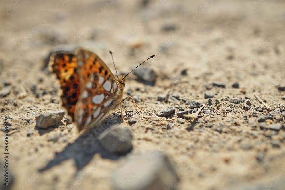 Obraz premium Nahansicht eines kleinen Perlmuttfalters