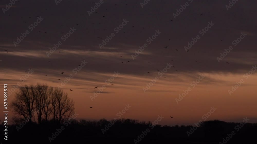 Crows in the winter in large flocks nature birds England UK 4K Crows in the winter in large flocks nature birds England UK 4K
