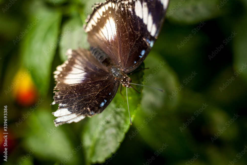 Beautiful and colorful macro photography butterfly. Beautiful and colorful macro photography butterfly.