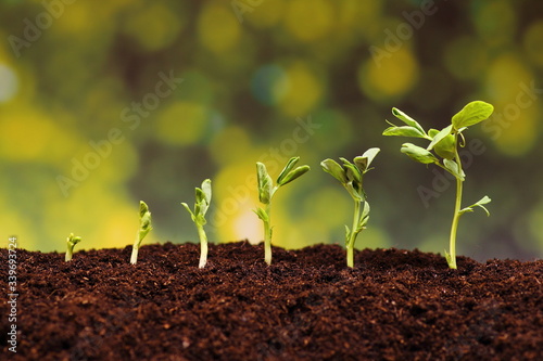 Plants growing from soil
