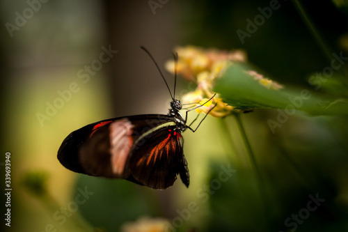 Beautiful and colorful macro photography butterfly.