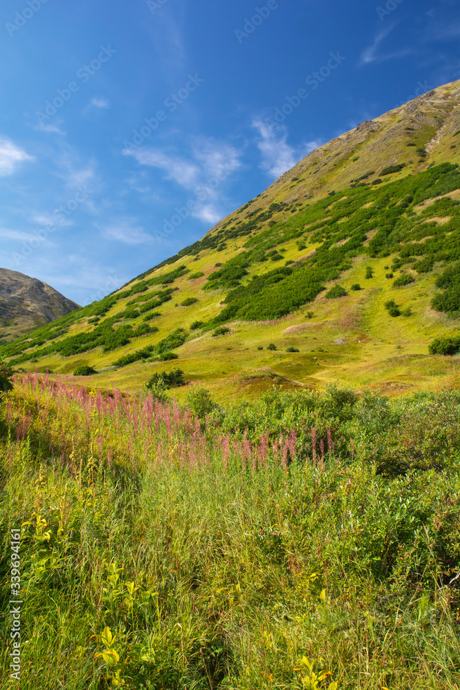 Hints of yellow in the green Alaskan hillside betray the first signs of fall Hints of yellow in the green Alaskan hillside betray the first signs of fall