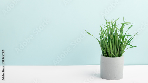 Houseplant green grass in concrete flower pot on a table near blue wall. Stylish photography  home decor  minimalism with copy space.