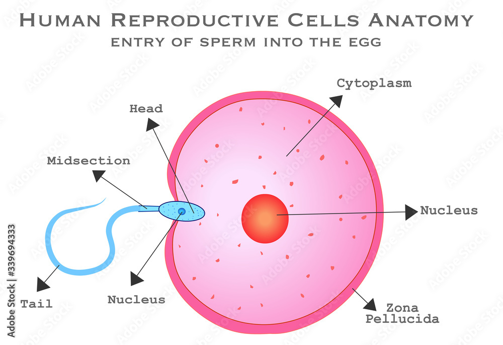 Human Male Female Reproductive Cells Diagram Fertilizer Sperm Cell Entry Into The Ovum Cell