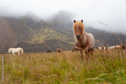 Islandpferde in Island - In freier Natur vor Bergen
