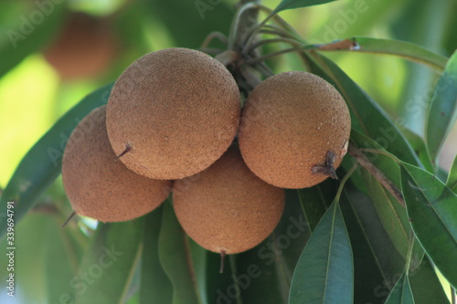 Chicozapote photo