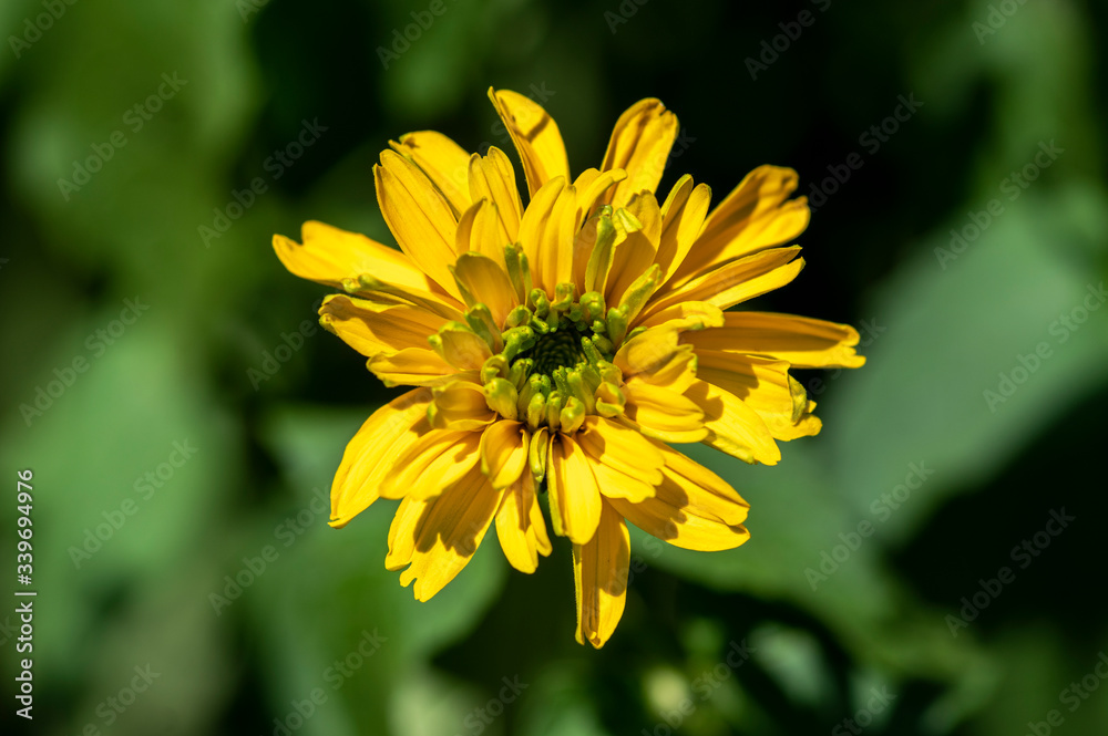 Heliopsis helianthoides double flower rought oxeye in bloom, yellow flowering flowers during summer in ornamental garden