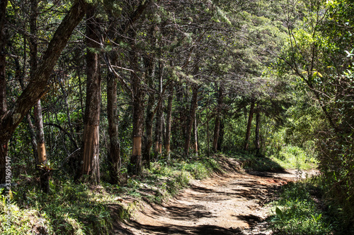 Caminho e floresta de pinheiros © JCLobo
