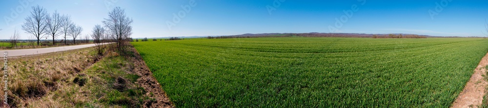 green winter wheat fields and spring sunny day highway with cloudless sky
