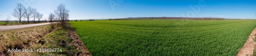 green winter wheat fields and spring sunny day highway with cloudless sky