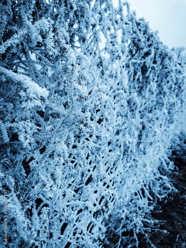 frosty natural pattern frosty natural pattern