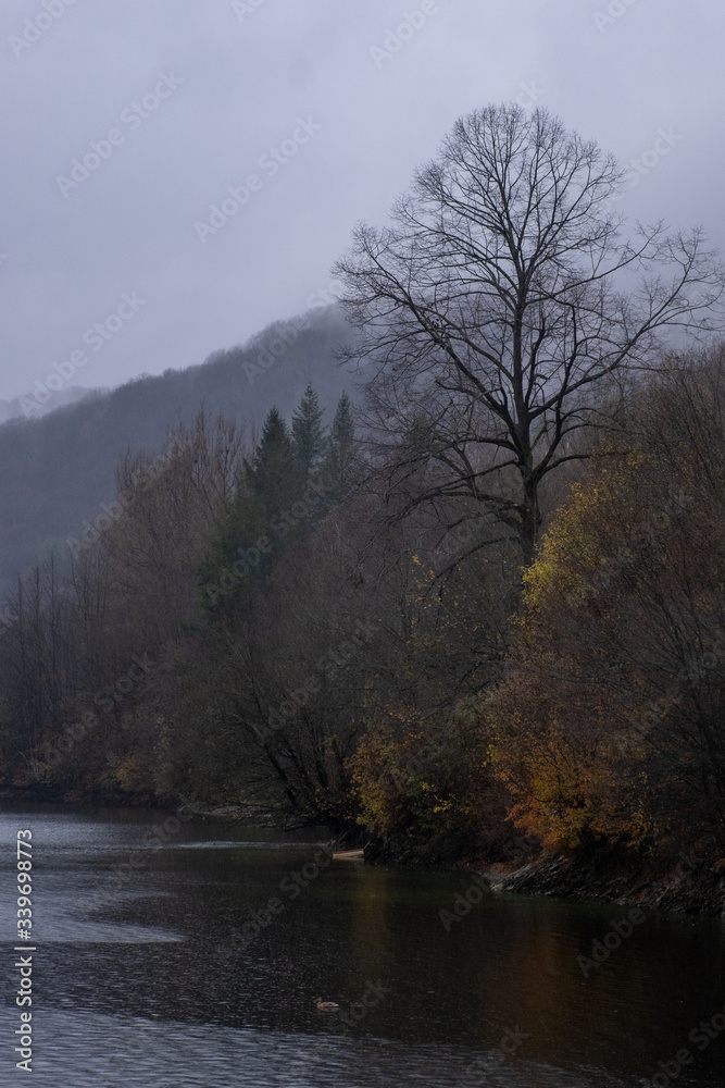 trees by the river in the morning mist autumn