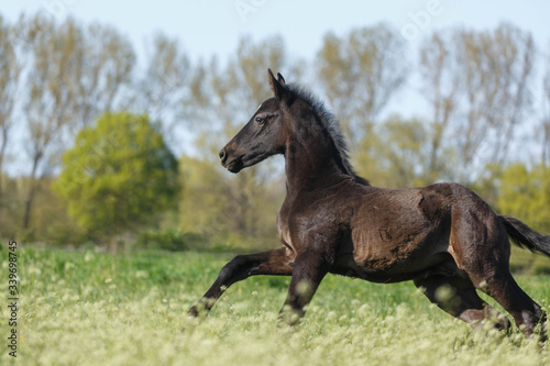 Schwarzes Fohlen auf der Weide