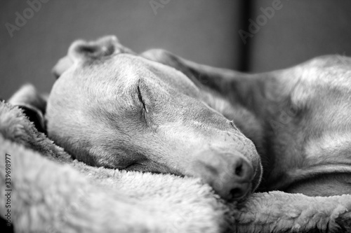 Close up of a Doberman dog sleeping on a sheep's skin