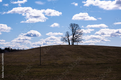 tree on the hill