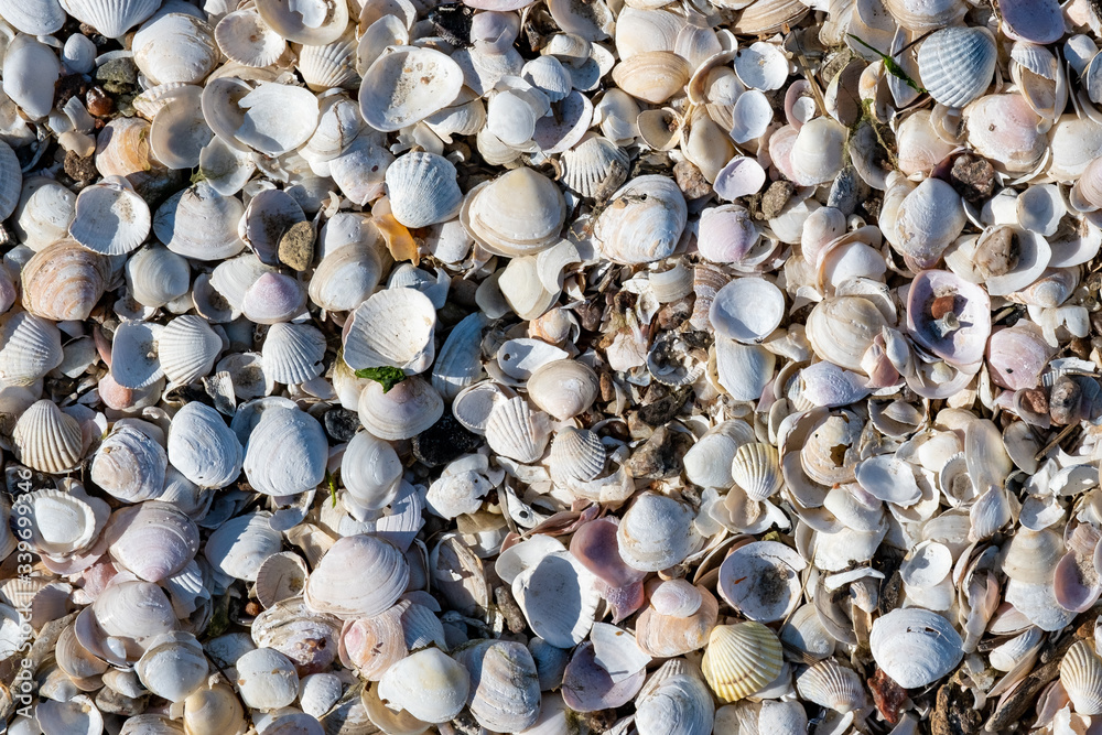 many different shells by the sea