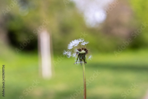 dandelion bloomed on a blurred background