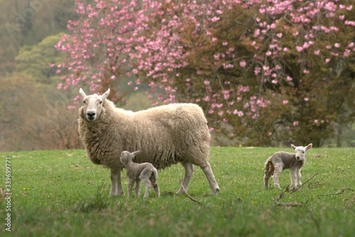 sheep and lambs grazing