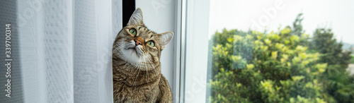 a cat with green eyes looks interested window tree window sill curtain banner photo