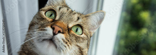 a cat with green eyes looks interested window tree window sill curtain banner photo