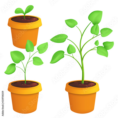 Different stages of growing young plant. Vector botanical set illustration of a green sprout with leaves in pot isolated on white background