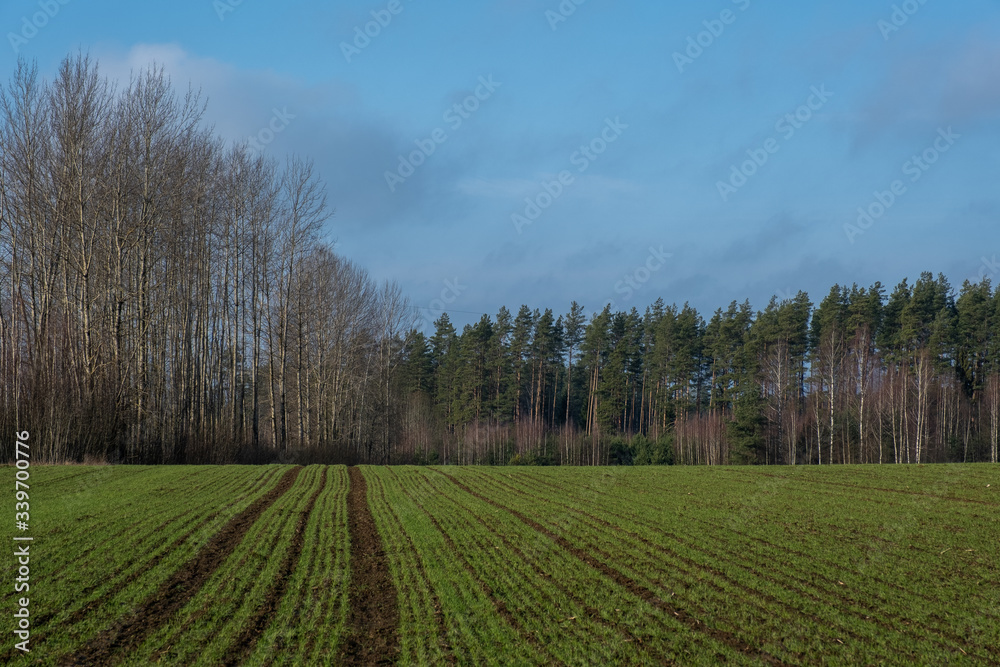 Spring view of a cereal field with trees in the background Spring view of a cereal field with trees in the background