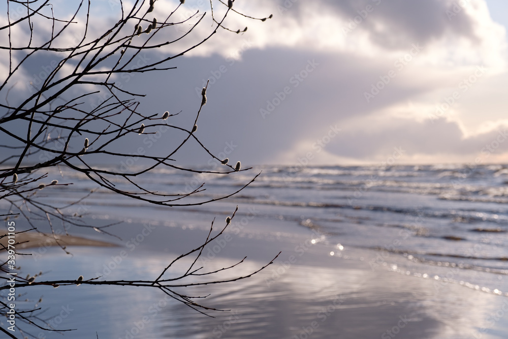 Fototapeta premium spring thorns by the sea, can be seen as cold sea water ripples and the sun shines in the water