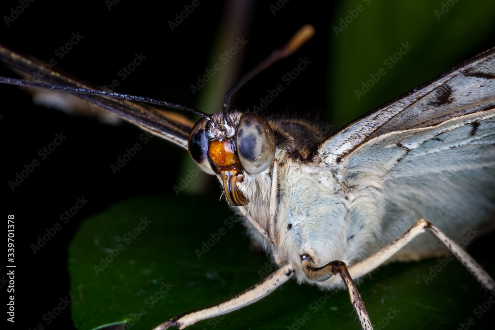Obraz premium Beautiful and colorful macro photography butterfly.