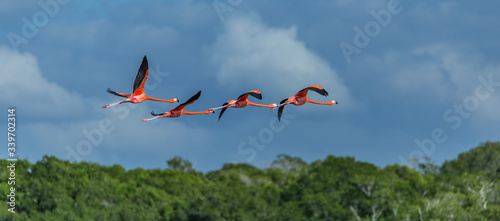 flamingos flying over blue sky in Rio Lagartos bio-reserve in Yucatan Mexico