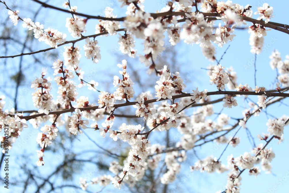 cherry blossom in spring