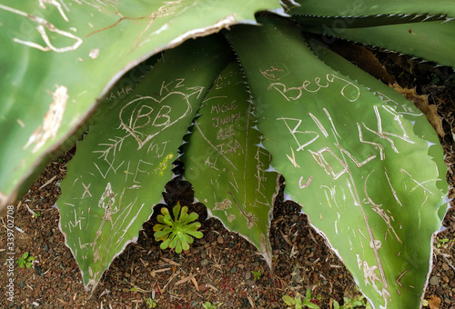 Plants in a botanical garden vandalized by international turists. photo