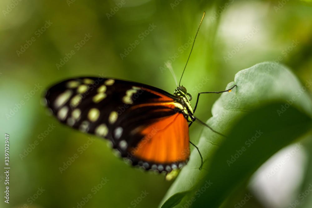 Beautiful and colorful macro photography butterfly. Beautiful and colorful macro photography butterfly.