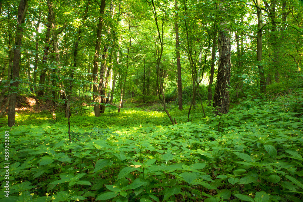 Fototapeta premium forest in the morning