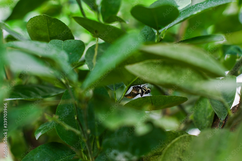 A butterfly comes out from its cocoon of tropical butterflies, Monarch Butterfly emerging from it's chrysalis. Soft focus. A butterfly comes out from its cocoon of tropical butterflies, Monarch Butterfly emerging from it's chrysalis. Soft focus.