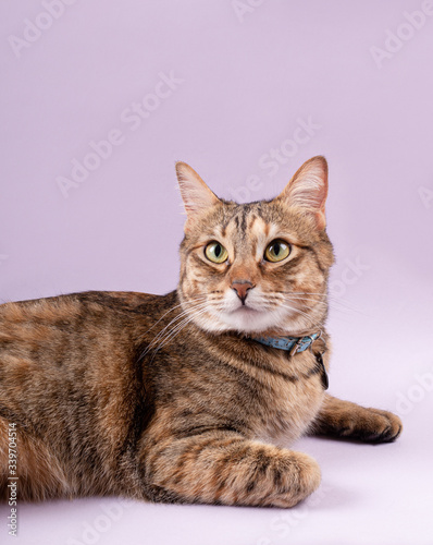 Fototapeta Naklejka Na Ścianę i Meble -  Gato, mascota de casa