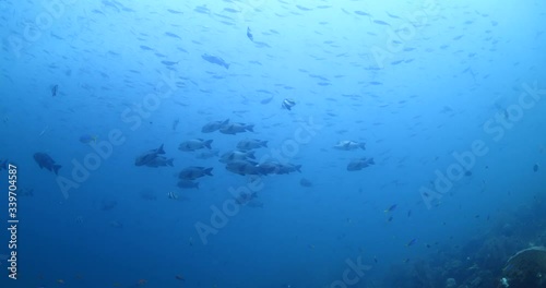 big eye snappers underwater  school of fish in tropical waters some corals photo