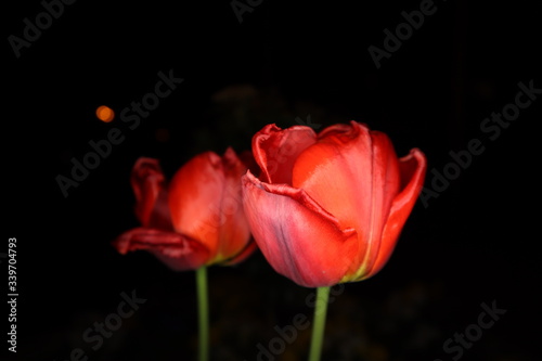 Rote Tulpenm in der Nacht mit schwarzem Hintergrund