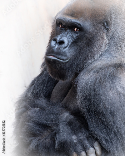 Gorilla portrait with funny stare at the camera
