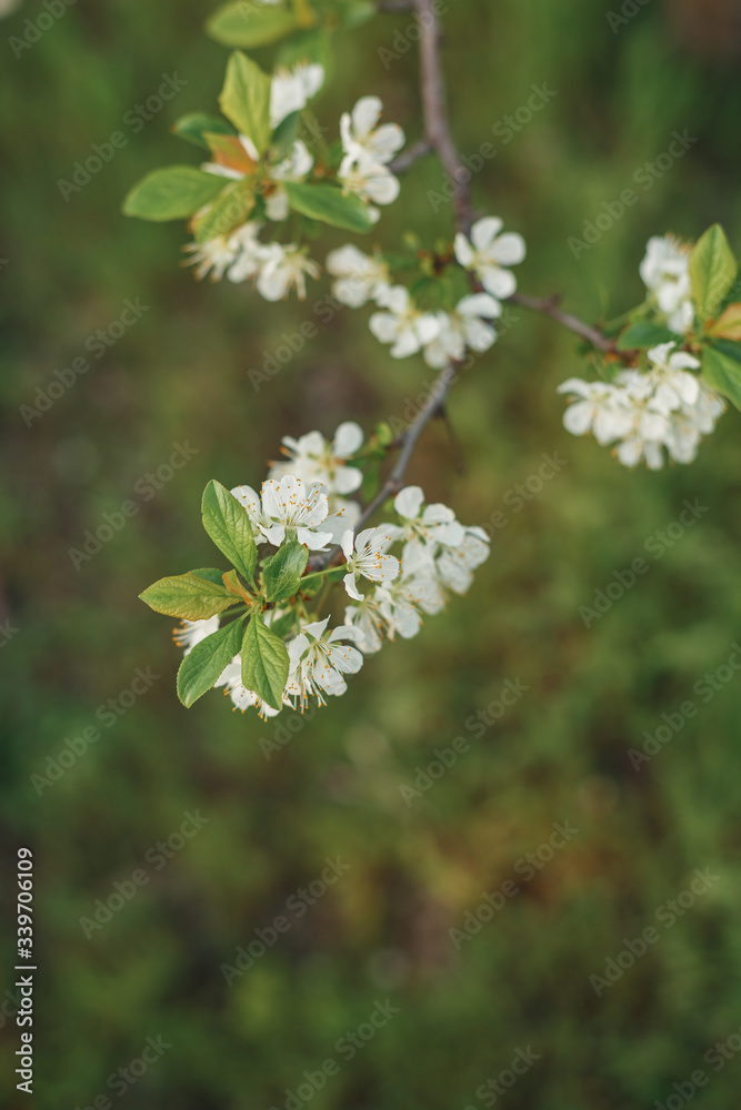 Beautiful spring crabapple tree blossoms against a blurred peaceful green background.