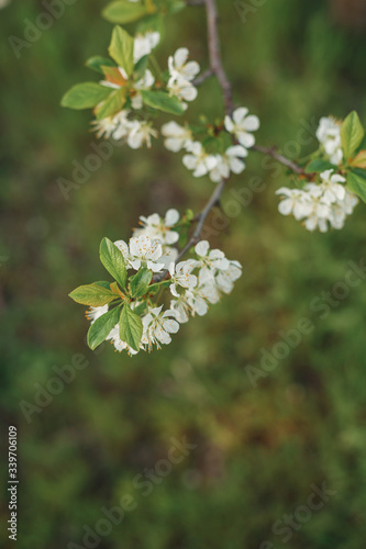 Beautiful spring crabapple tree blossoms against a blurred peaceful green background.