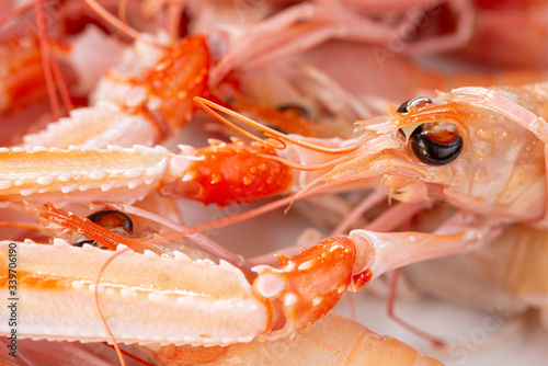 Particolare in primo piano della testa di uno scampo crudo photo