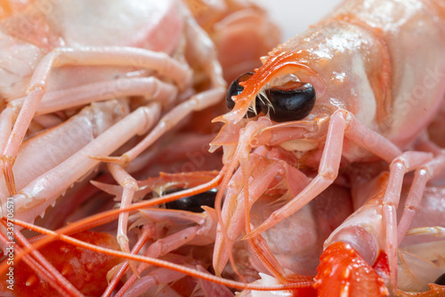 Primo piano della testa di uno scampo crudo photo