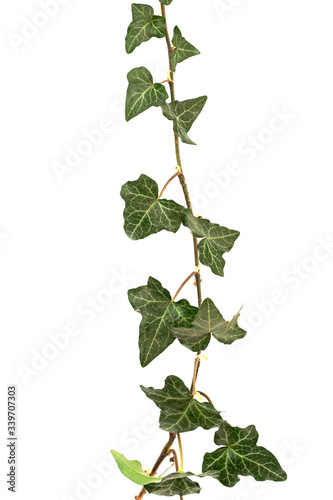 Ivy branch with green foliage, isolated on white background