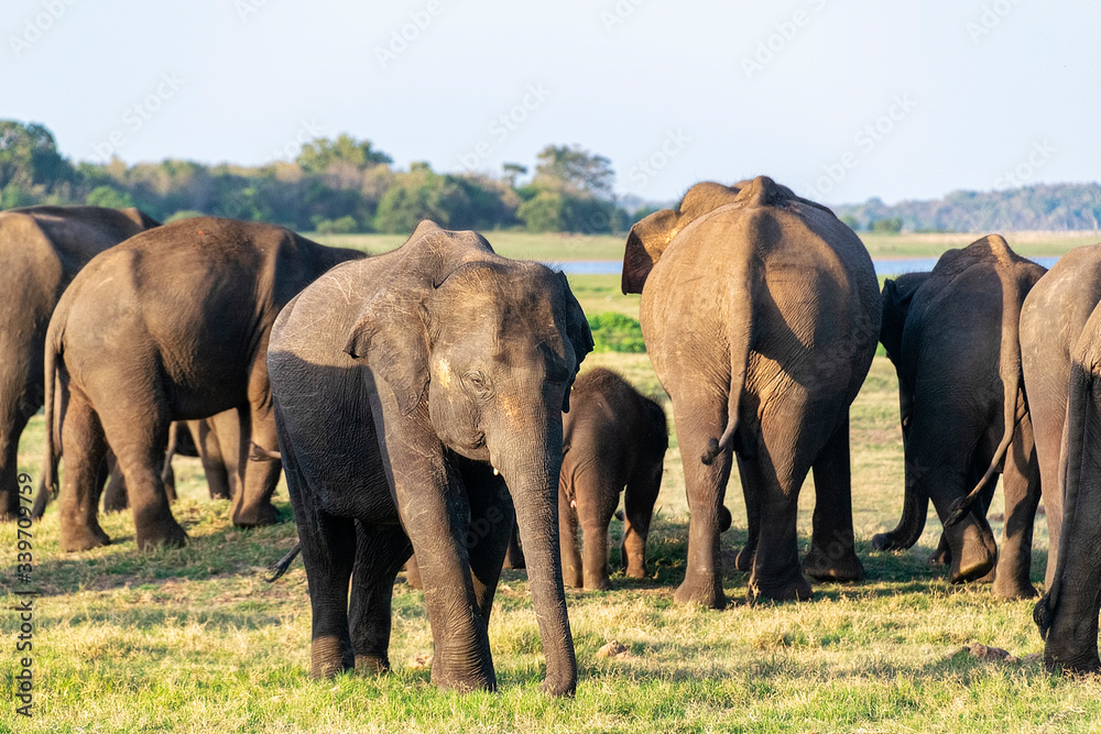 Fototapeta premium Small herd of Asian elephants