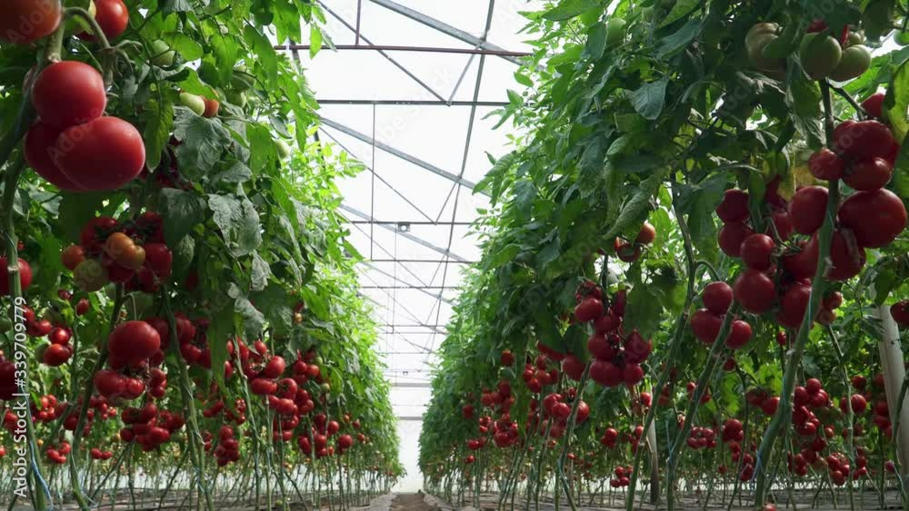 red tomatoes in a greenhouse