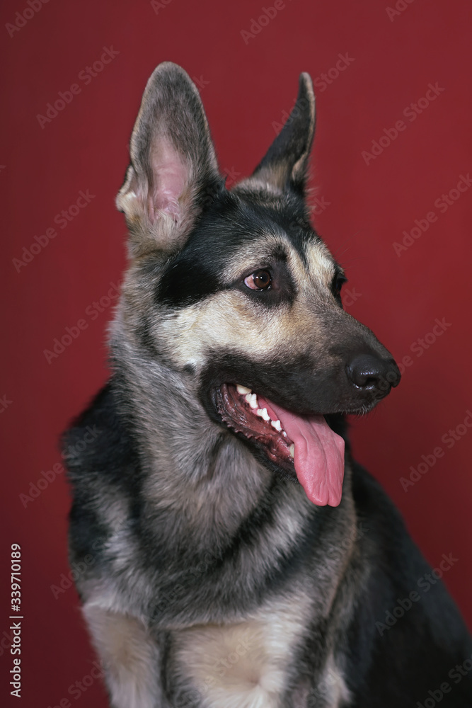 The portrait of a young East European Shepherd dog posing indoors on a red background