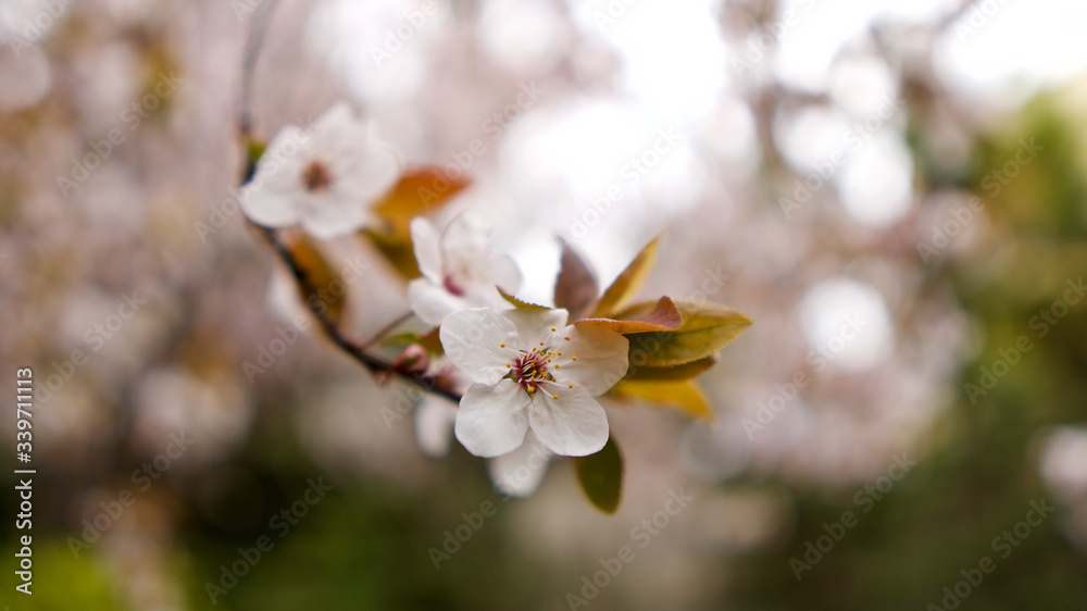 White plum blossom. Blooming plum tree. Plum branch blooming in spring. White plum blossom. Blooming plum tree. Plum branch blooming in spring.
