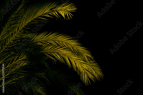 green palm tree